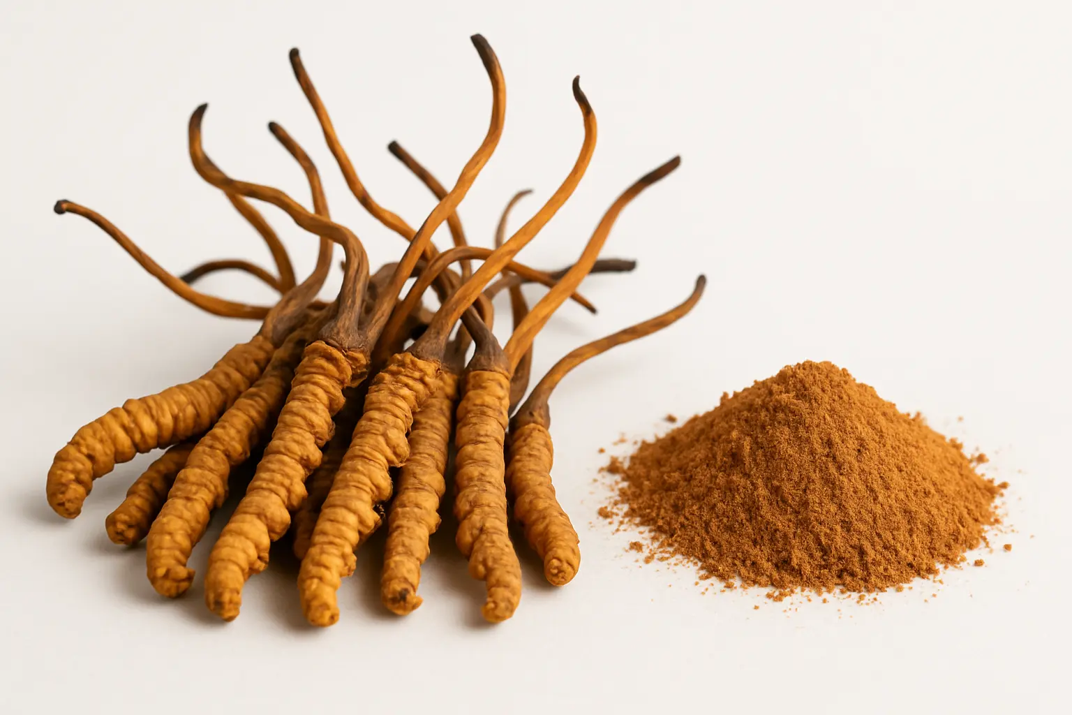 Cordyceps Extract